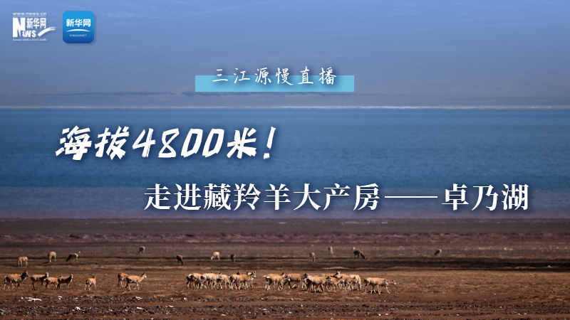 大美中國｜海拔4800米！走進藏羚羊大產房——卓乃湖