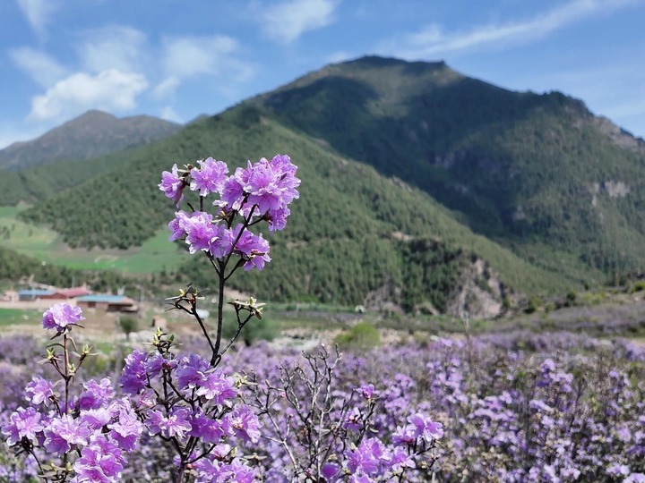 青?；ブ憾霹N花開映高山 ??