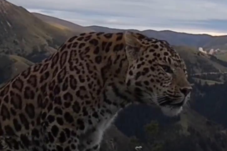 秀我中國｜金錢豹化身“生態護林員”，晝夜巡護山林，處處打卡，“豹贊”！